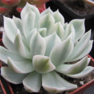 Echeveria *Royal Chrysanthemum * variegata