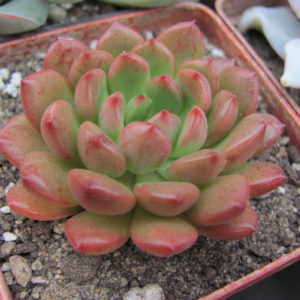 Echeveria  bashful