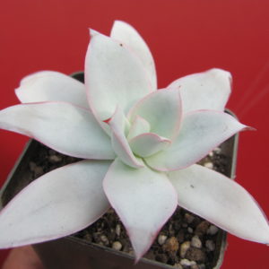 Echeveria cante
