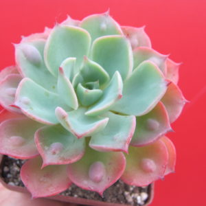 Echeveria Raindrops