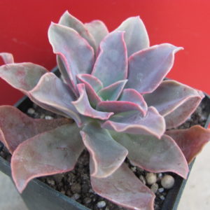 Echeveria *Golden Tower*
