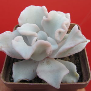Echeveria Crispate Beauty