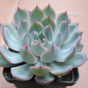 Echeveria Orion