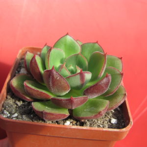Echeveria Joan Daniel