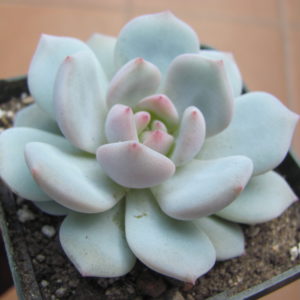 Echeveria Lotus Jade