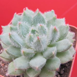 Echeveria Glitters