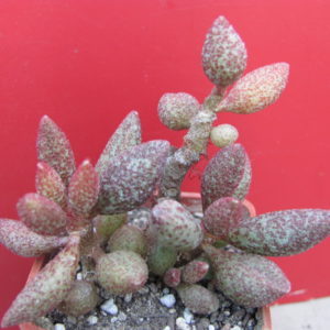 Adromischus  marianiae   Plapp