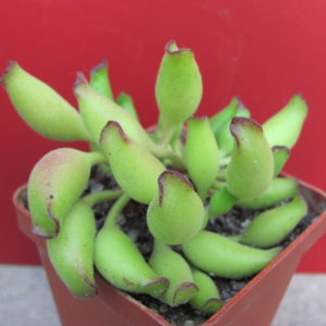 Adromischus  cristatus  Kleinpoort