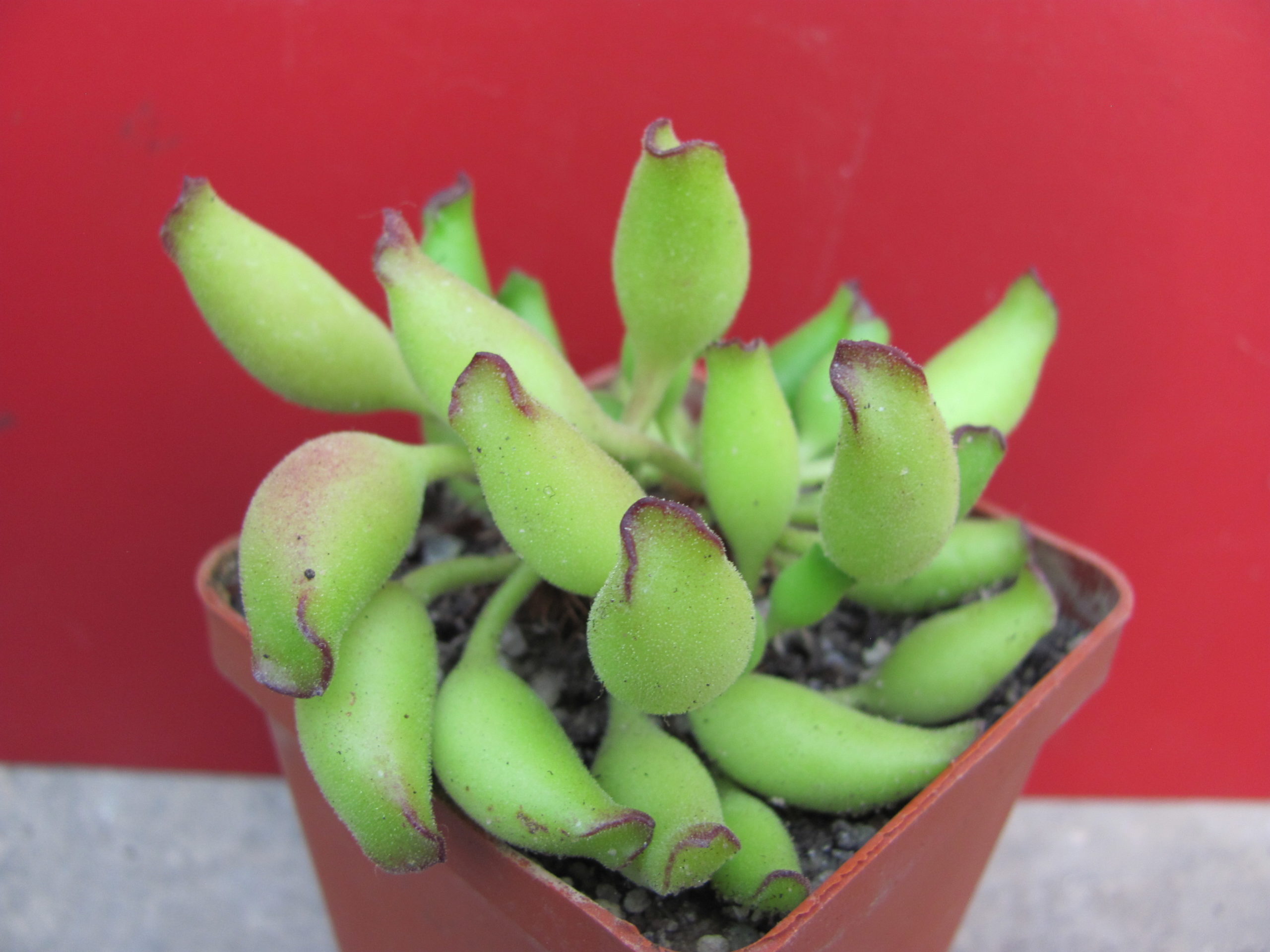 Adromischus  cristatus  Kleinpoort