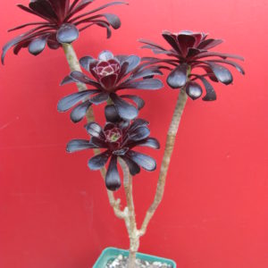 Aeonium schwarzkopf