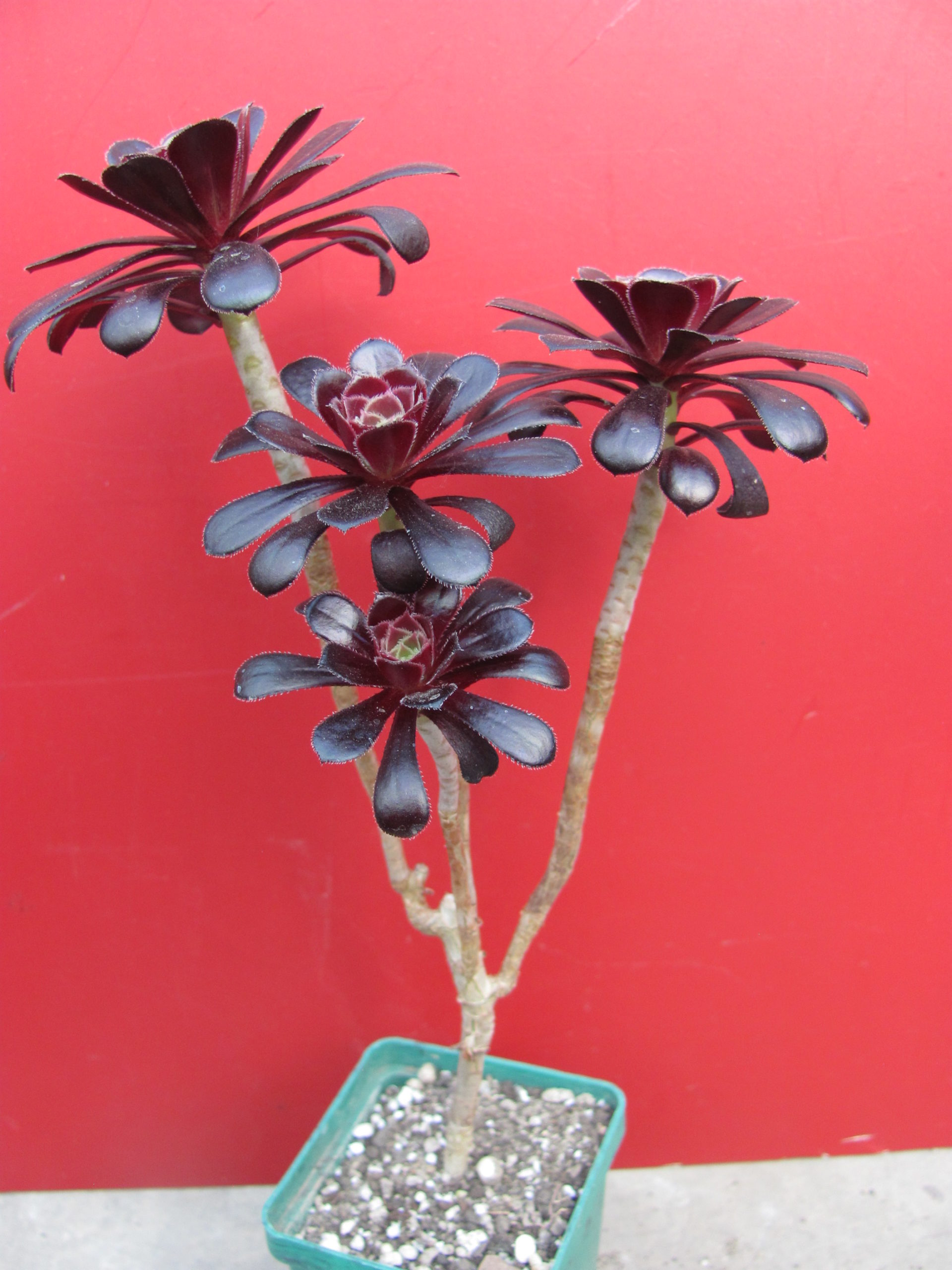 Aeonium schwarzkopf
