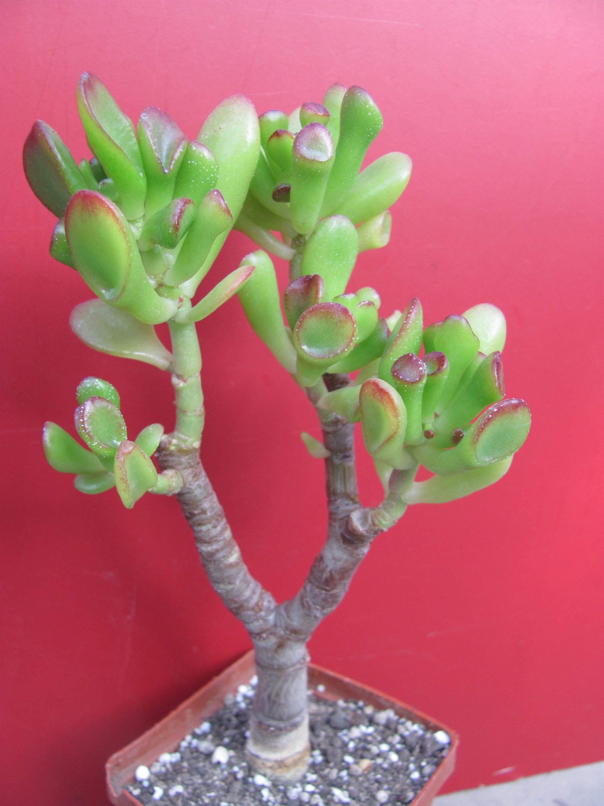 Crassula ovata *Gollum*
