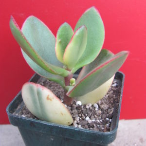 Crassula *Maruba Nishiki* variegata
