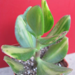 Crassula Solana