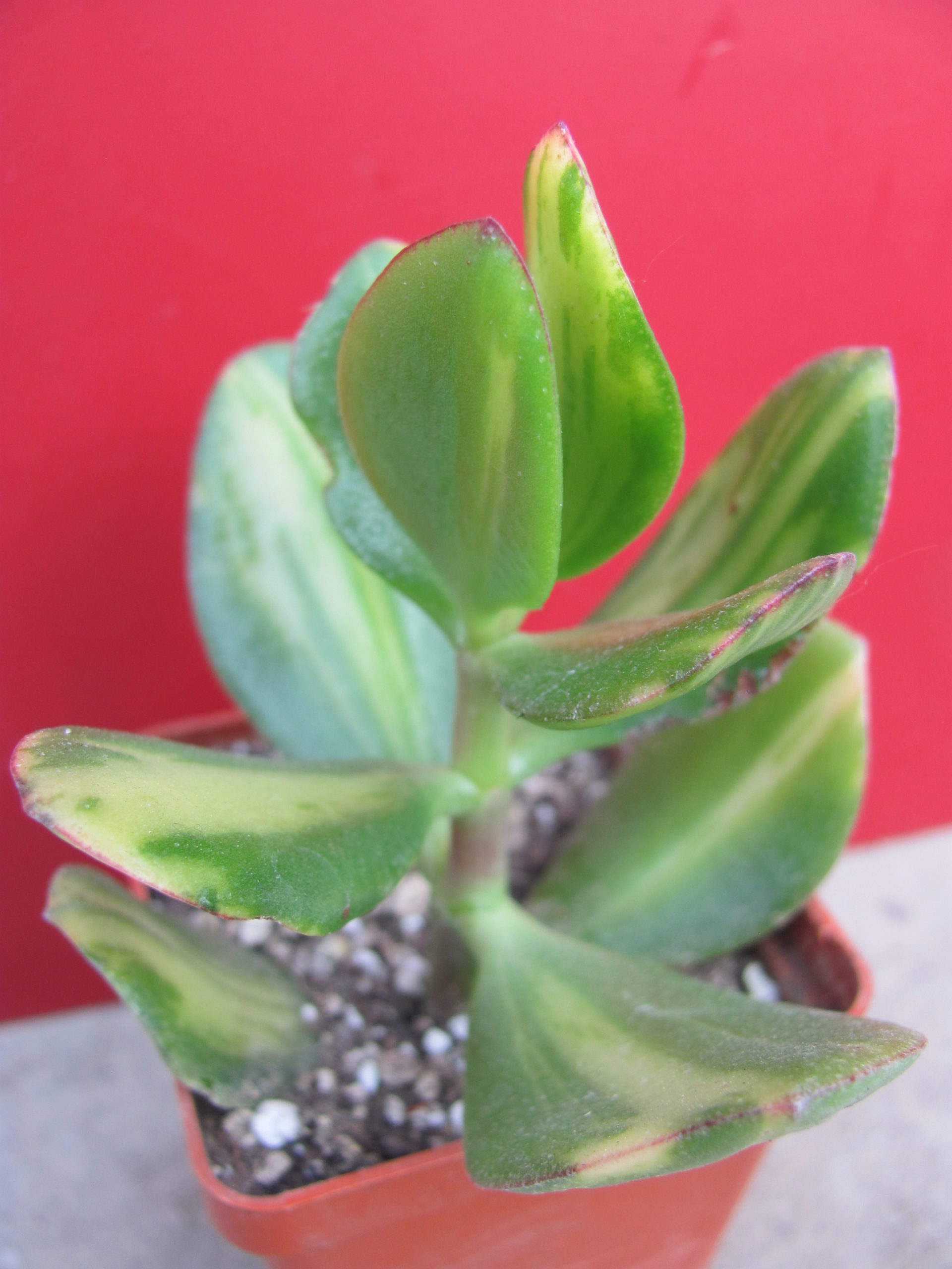 Crassula Solana