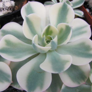 Echeveria *Compton Carousel* variegata