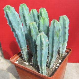 Myrtillocactus  geometrizans   10 разом