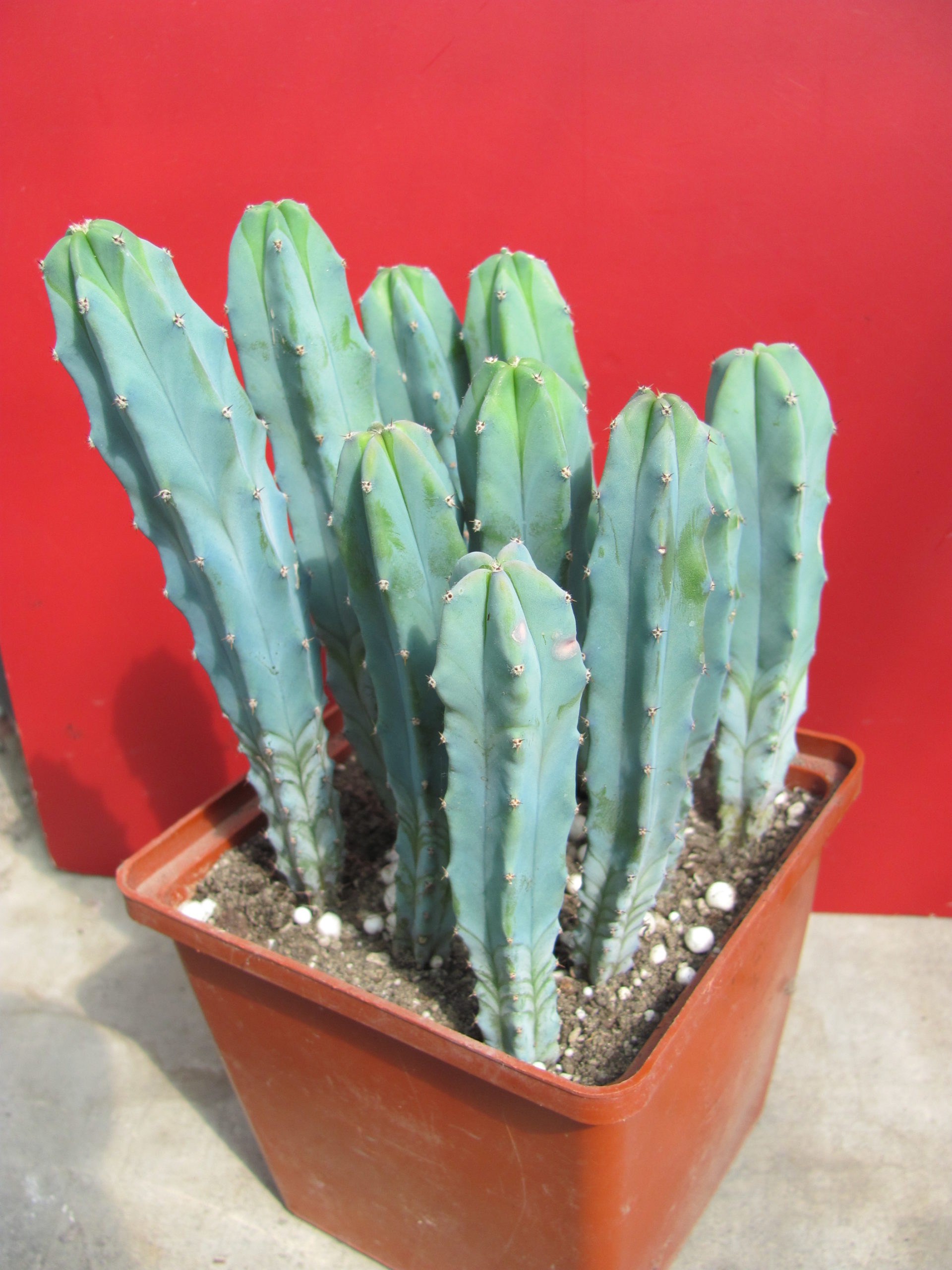 Myrtillocactus geometrizans 10 разом
