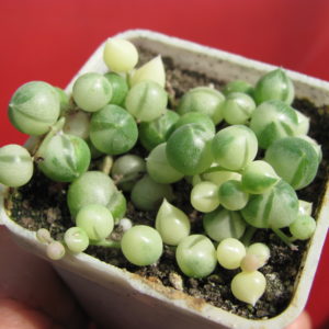 Senecio rowleyanus variegata