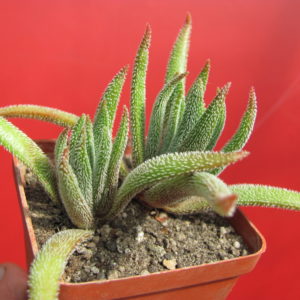 Crassula hirta