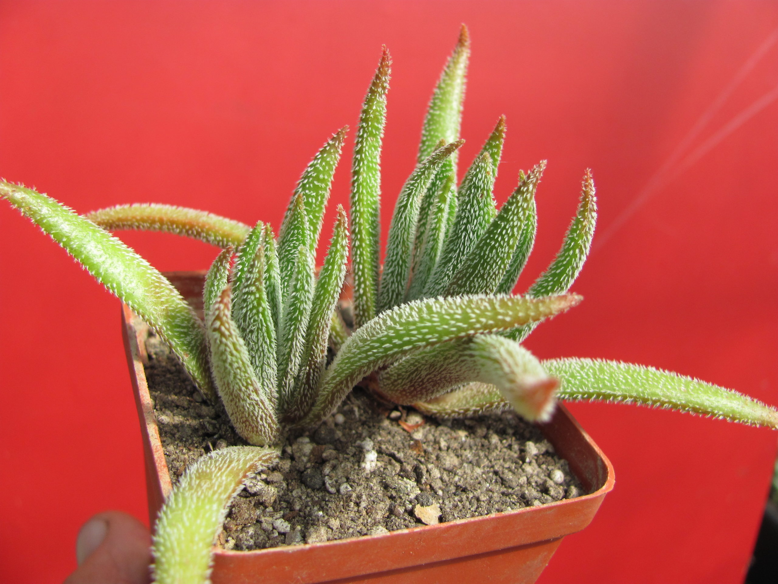 Crassula hirta