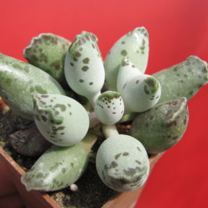 Adromischus  Silver Tubes