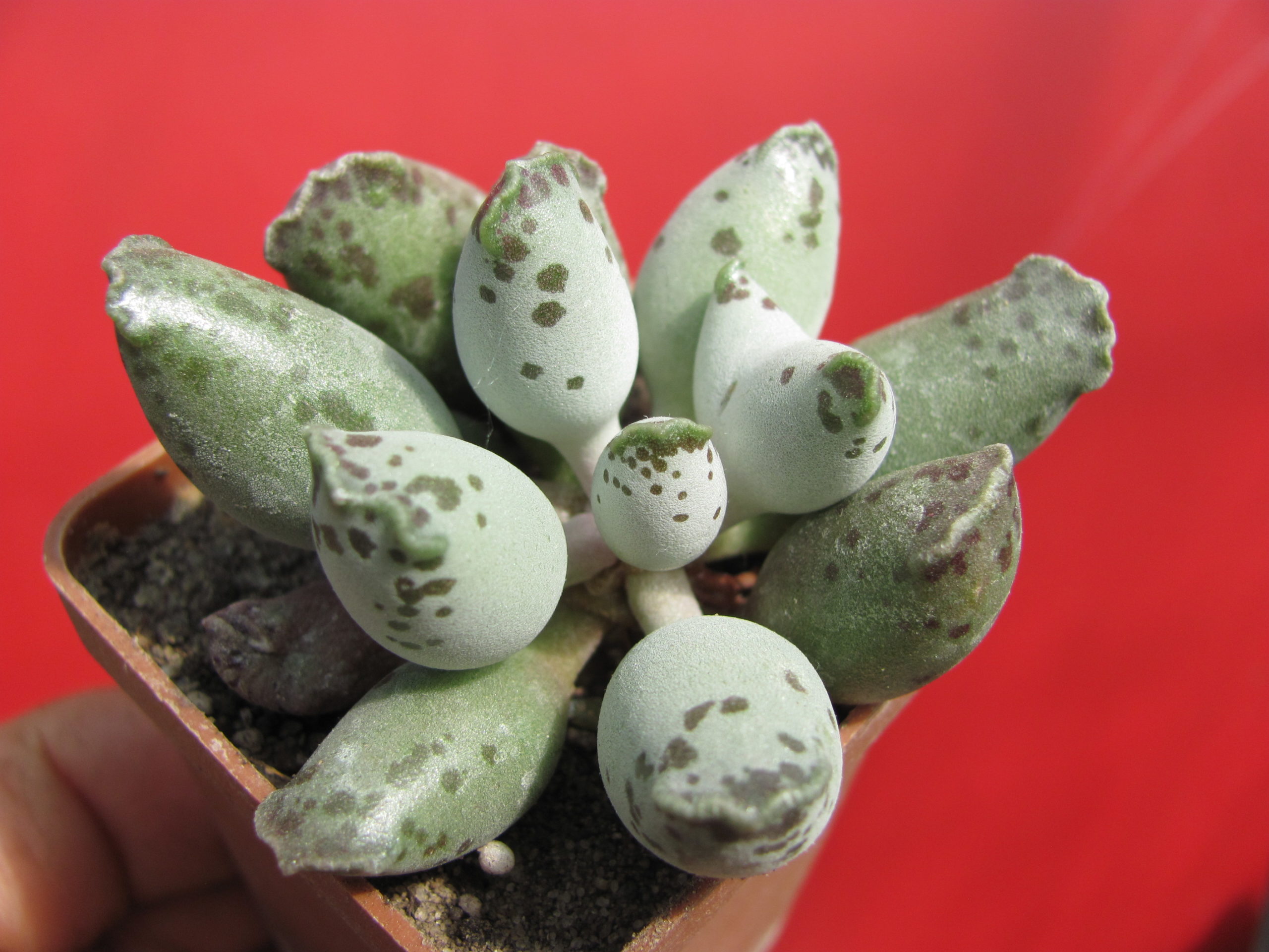 Adromischus  Silver Tubes