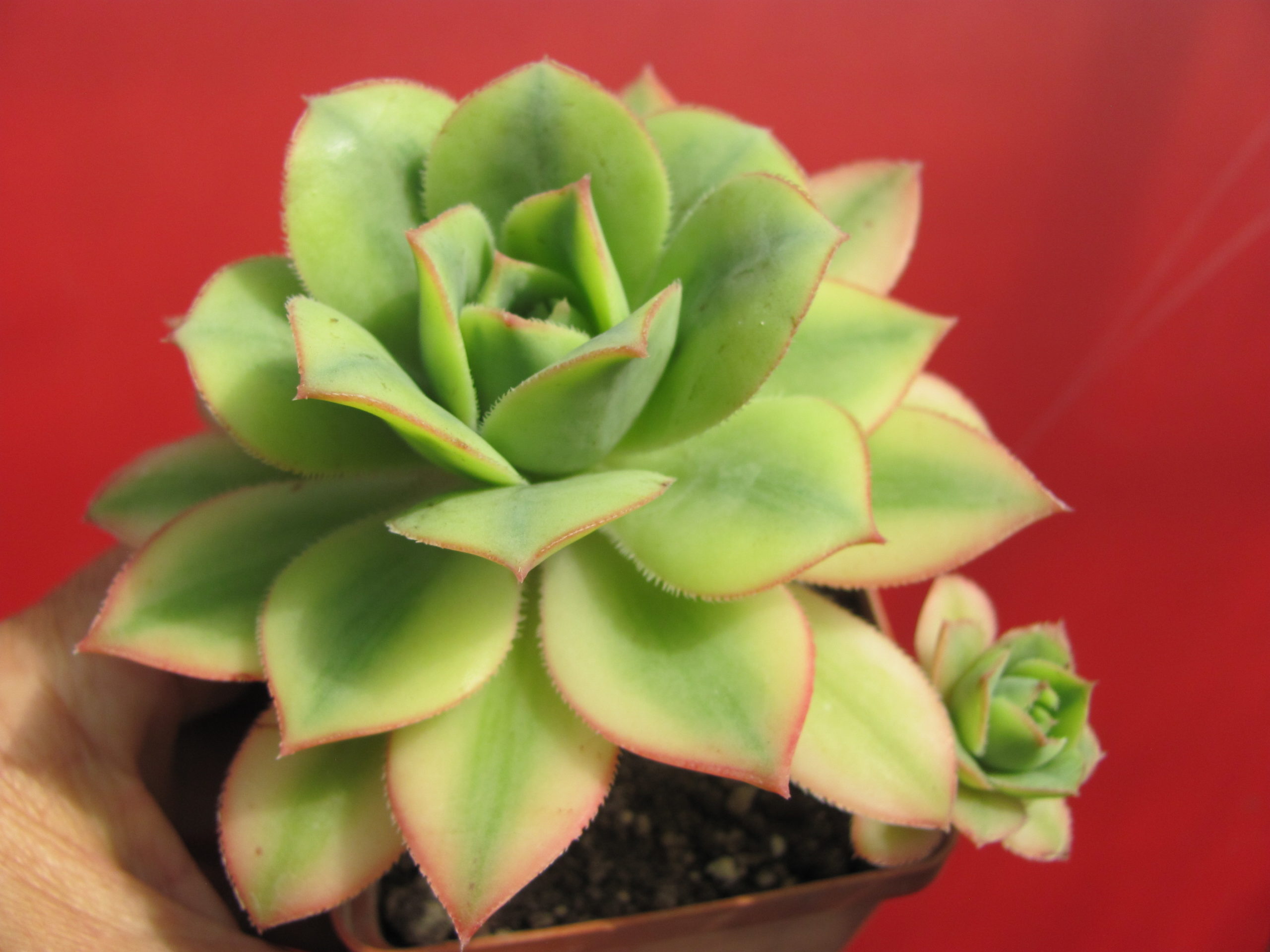 Aeonium Florescens variegata