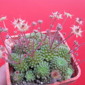 Monanthes  polyphylla