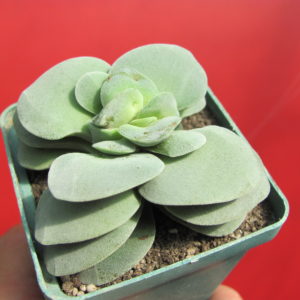 Crassula Morgans Beauty
