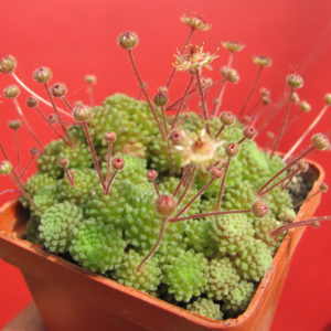 Monanthes polyphylla