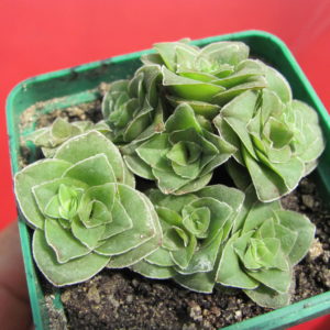 Crassula  hemisphaerica