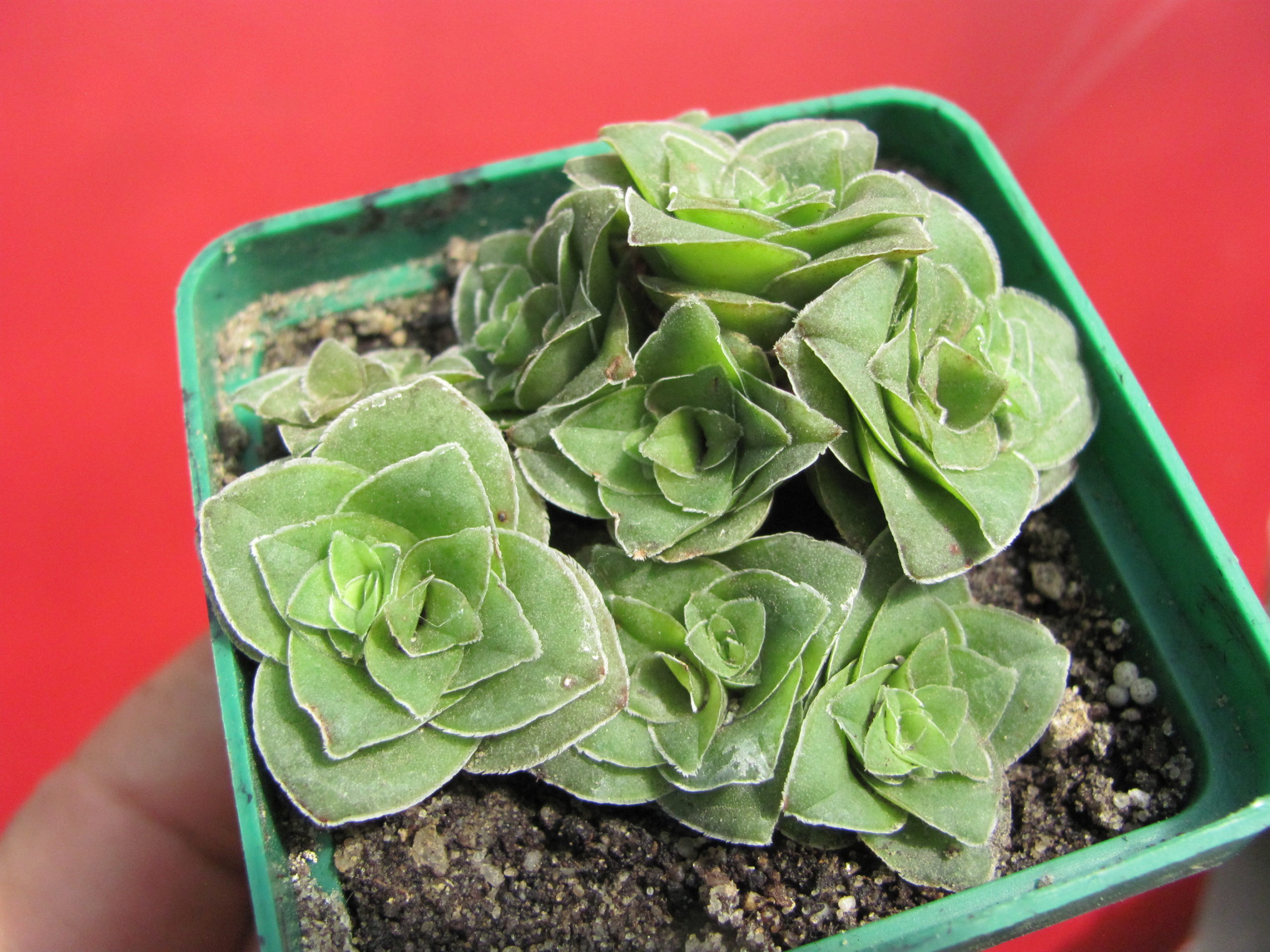 Crassula  hemisphaerica