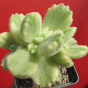 Cotyledon tomentosa variegata