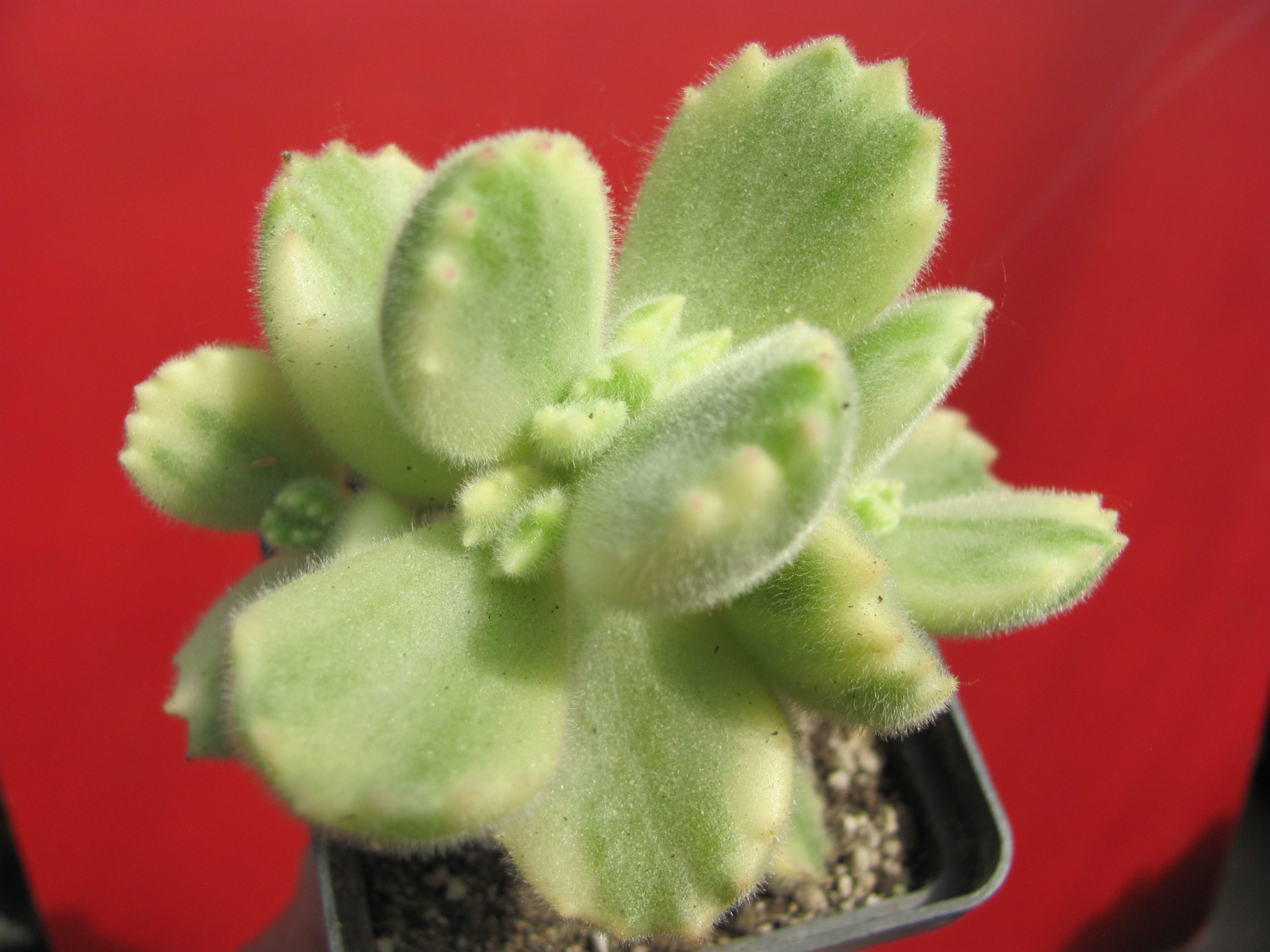 Cotyledon tomentosa variegata