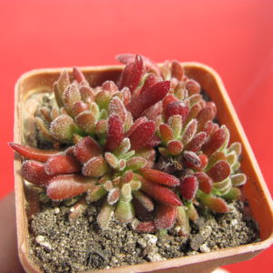 Crassula pubescens