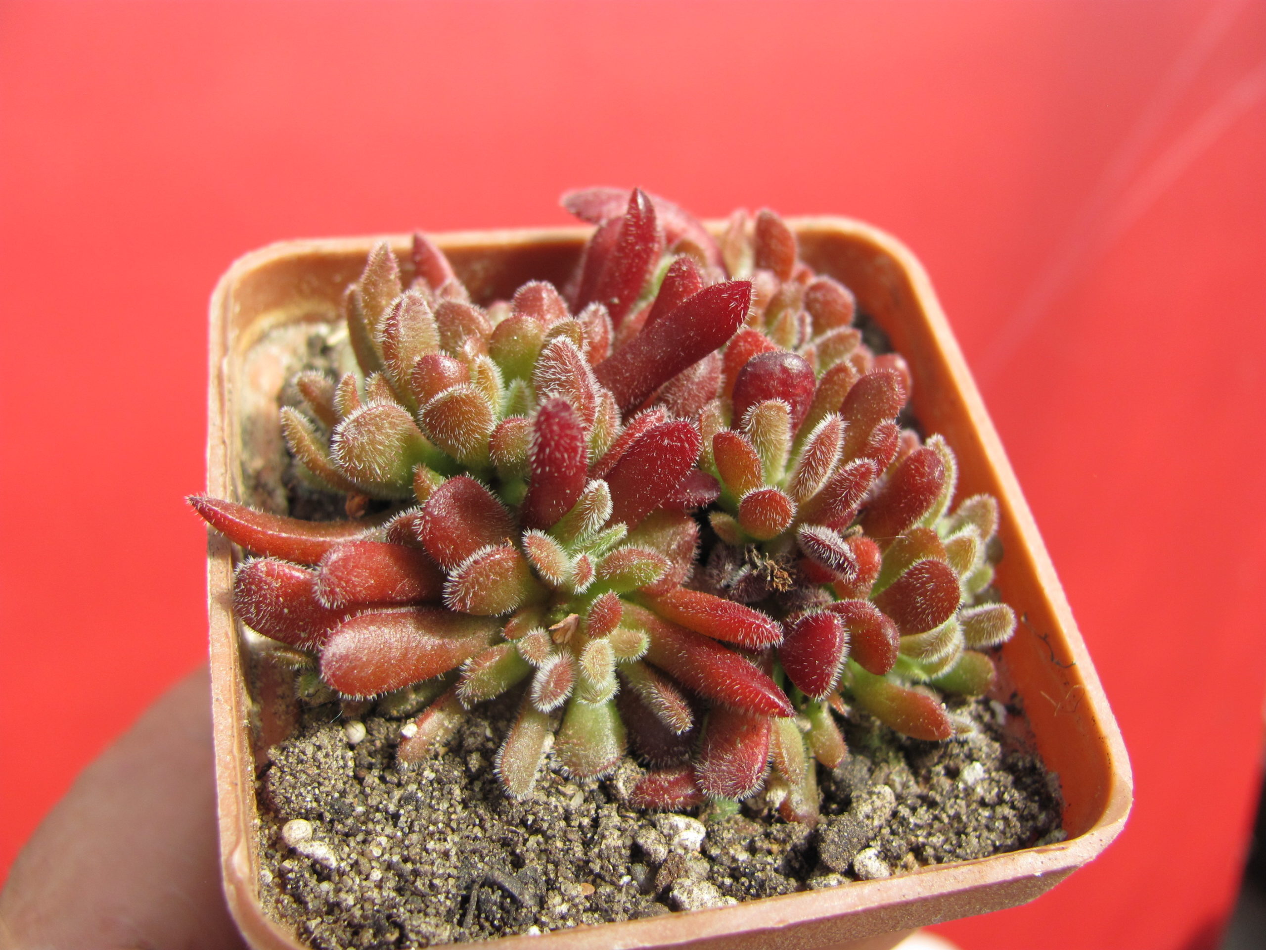 Crassula pubescens