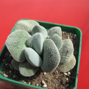 Crassula tecta
