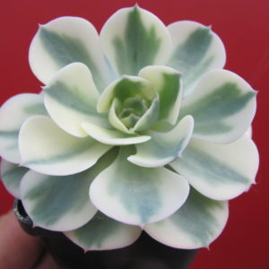 Echeveria  *Compton Carousel*  variegata