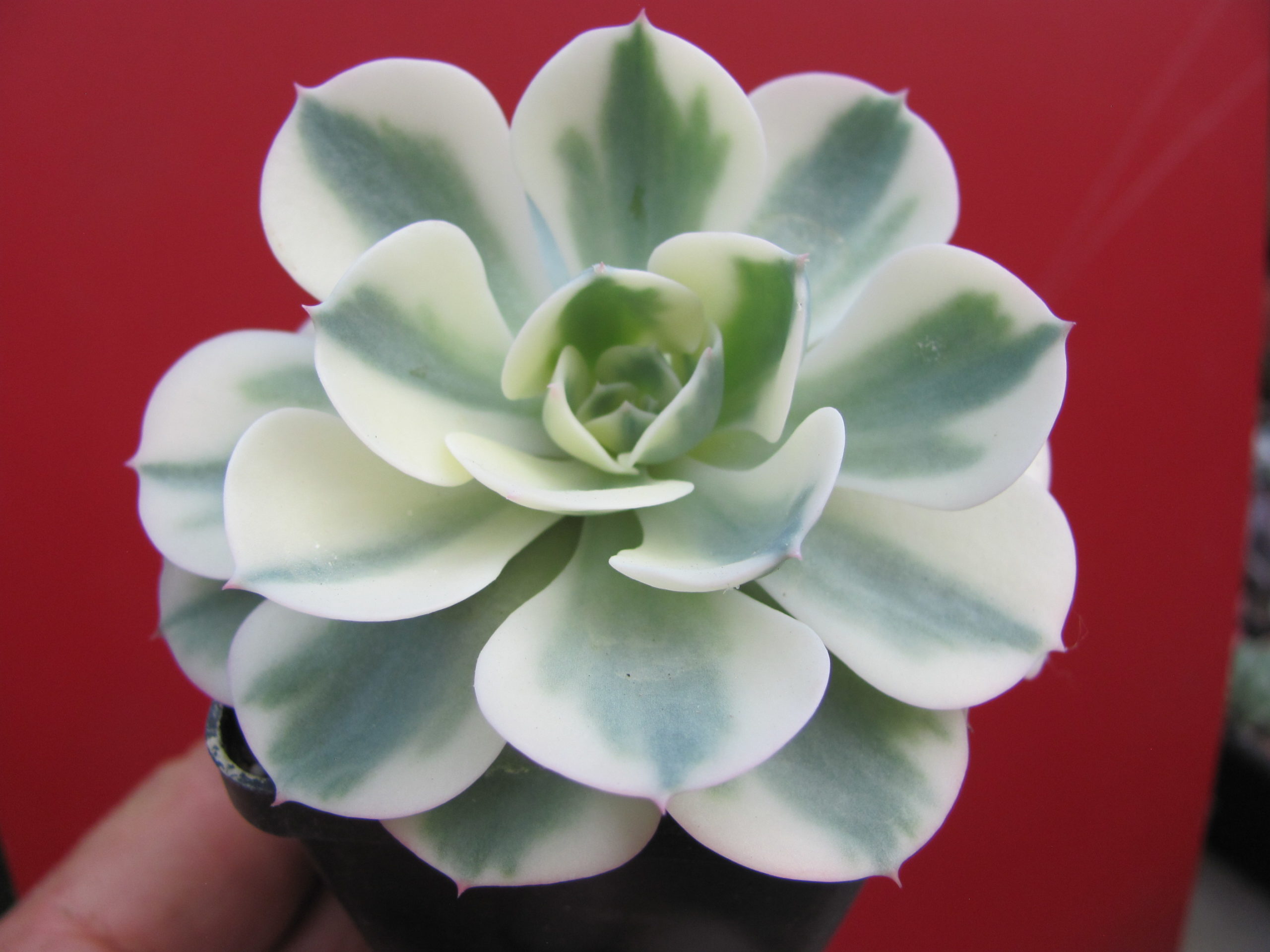 Echeveria  *Compton Carousel*  variegata