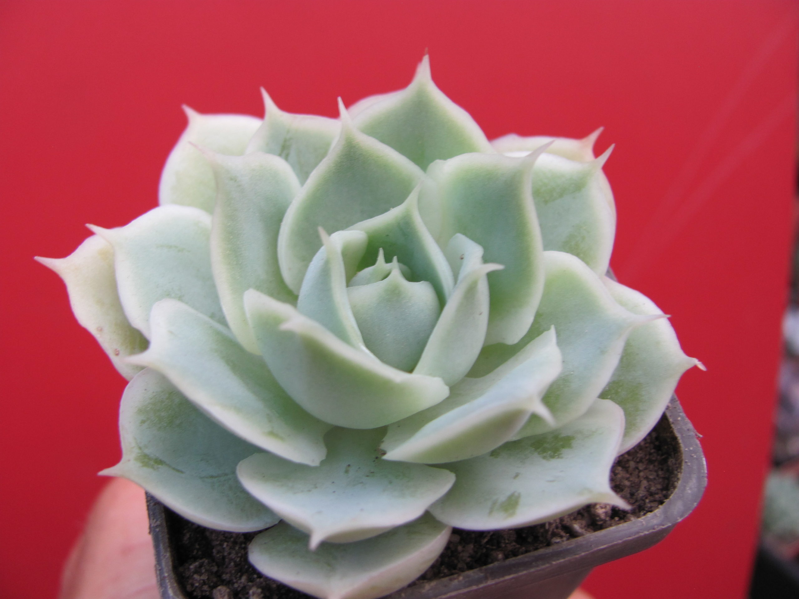 Echeveria  Laguna Sanchez hybr.