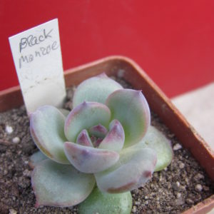 Echeveria  Black Monroe
