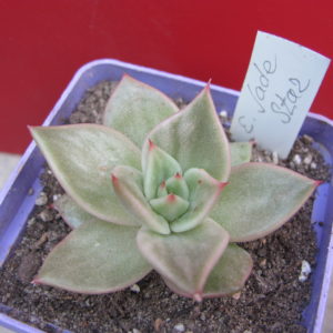 Echeveria *Jade Star* variegata