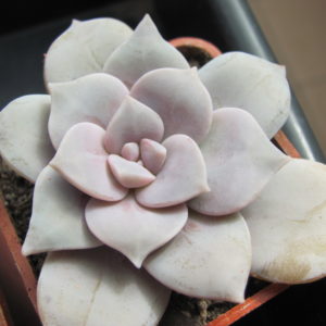 Graptopetalum superbum