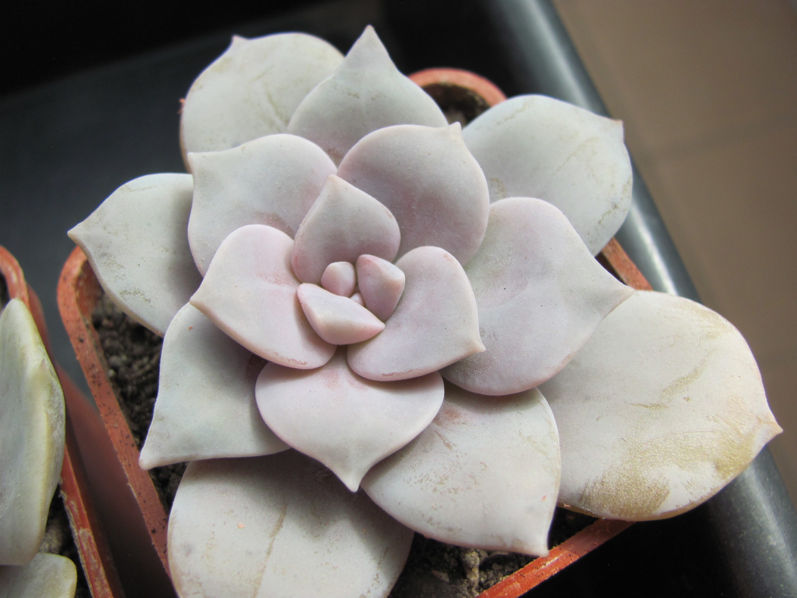 Graptopetalum superbum