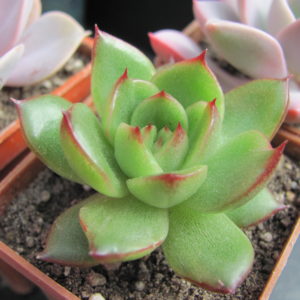 Echeveria *Polaroid Anna*