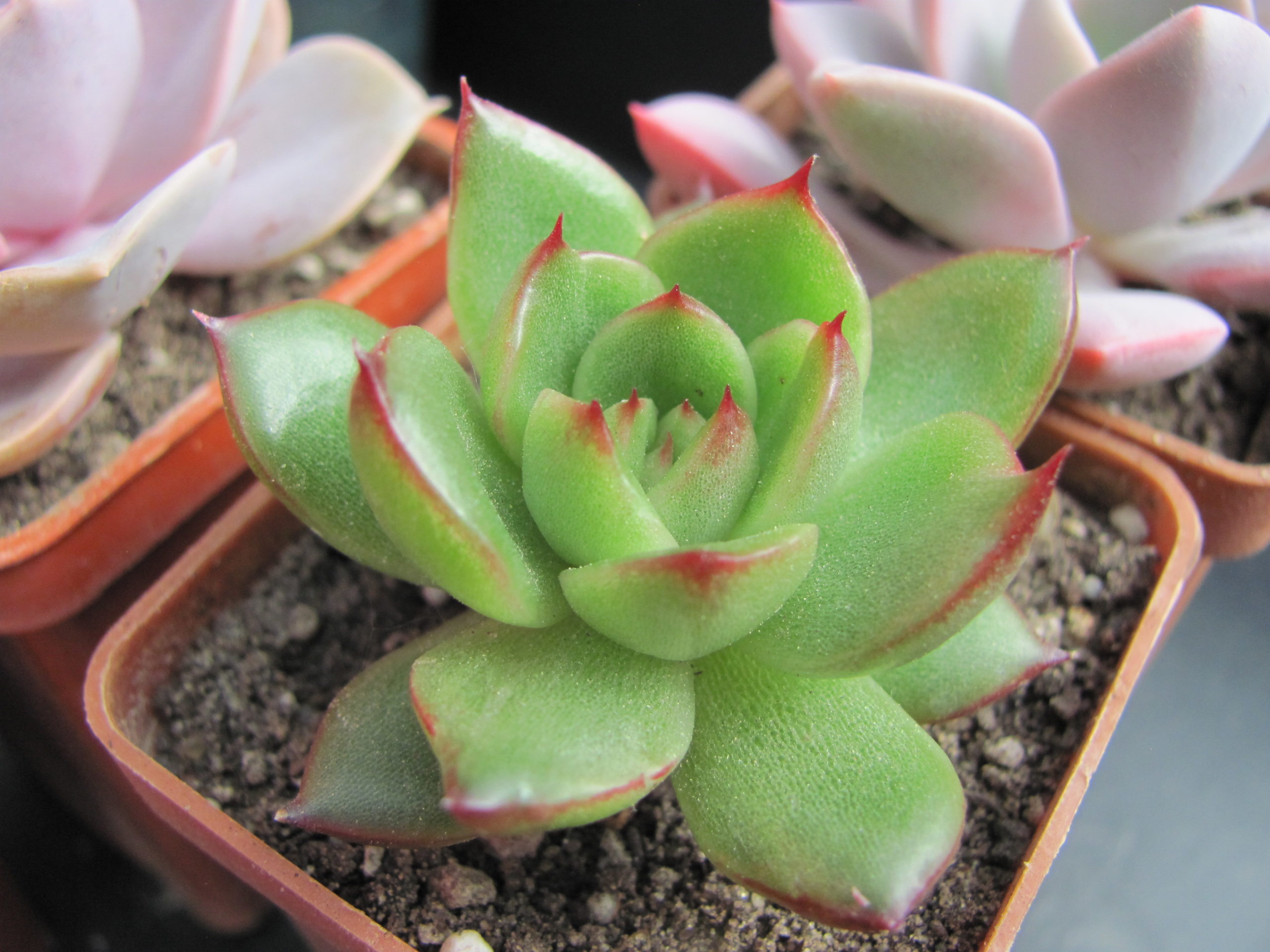 Echeveria *Polaroid Anna*