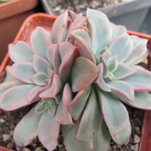Echeveria Fantastic Fountain