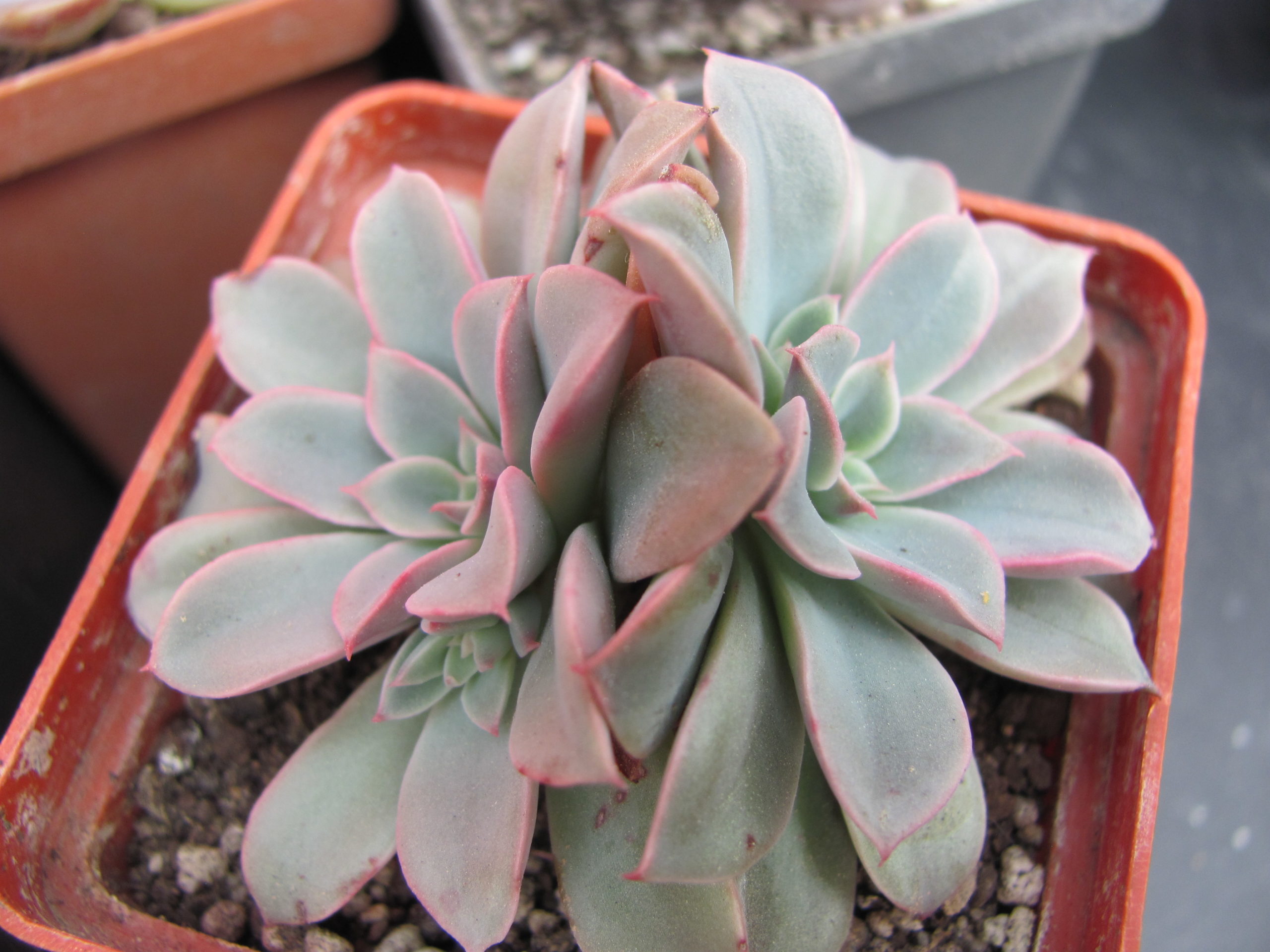 Echeveria Fantastic Fountain