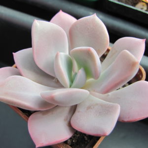 Echeveria Debbie